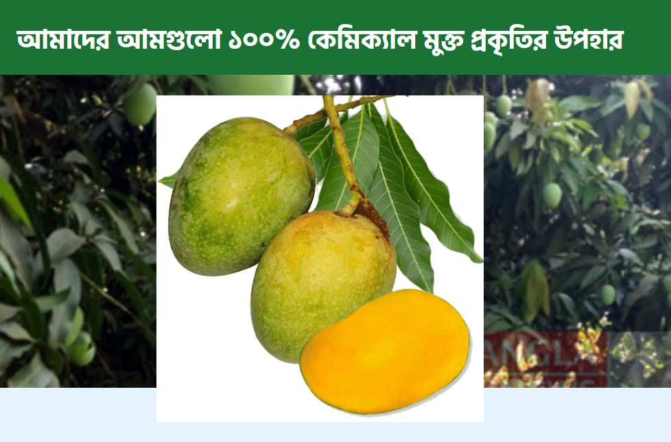 আম বিক্রির সময় ডাহা মিছা কথা